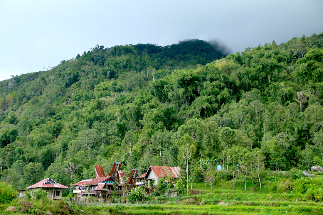 Grade 1: Royale, Sumatra