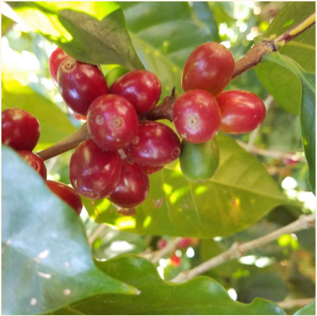 Decaf EA: Esmeralda, Mexico