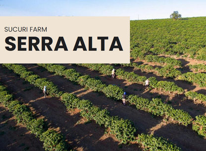 Specialty Grade: Serra Alta, Brazil