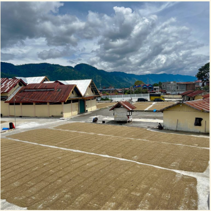 Grade 1: Royale, Sumatra